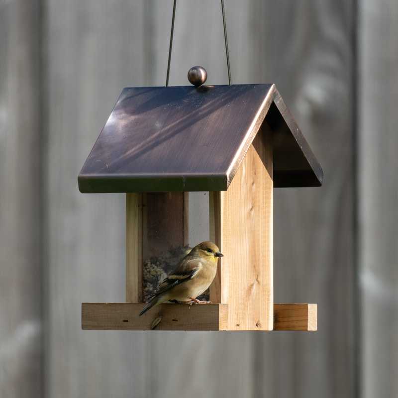 American goldfinch on bird feeder