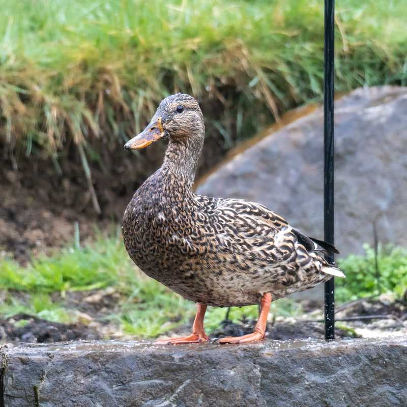 Mallard on ledgestone