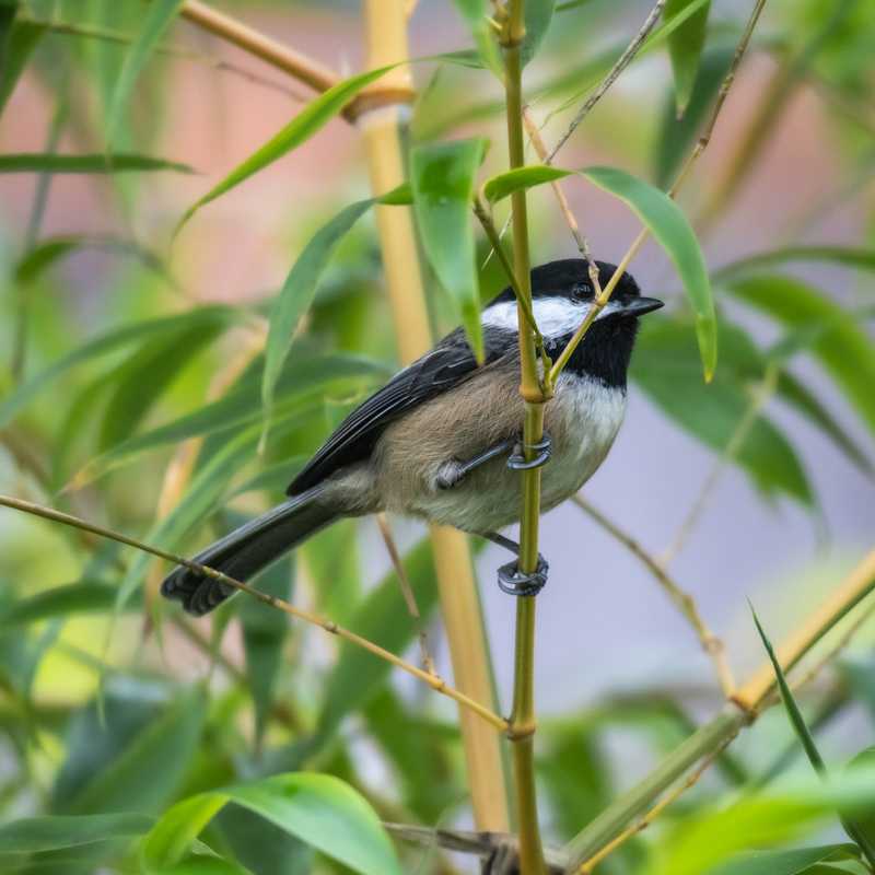 Black-capped chickadee on bamboo