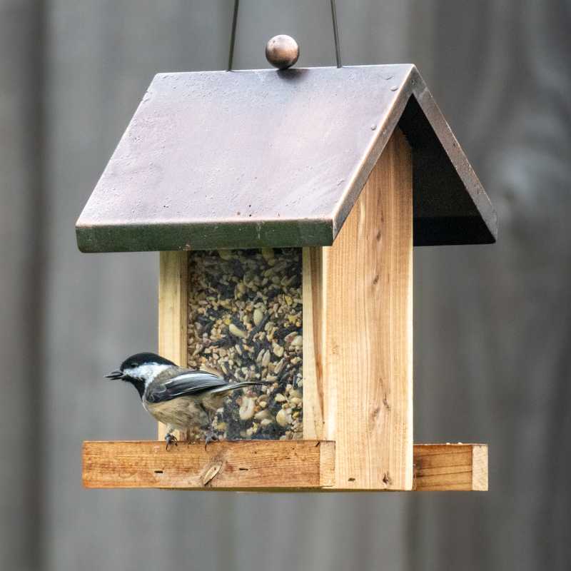 Black-capped chickadee on bird feeder