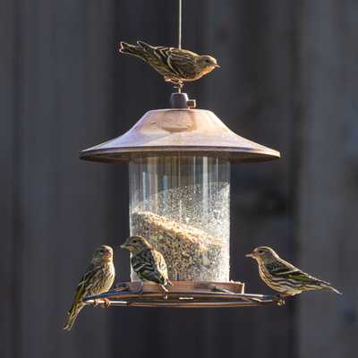 Pine siskins on bird feeder