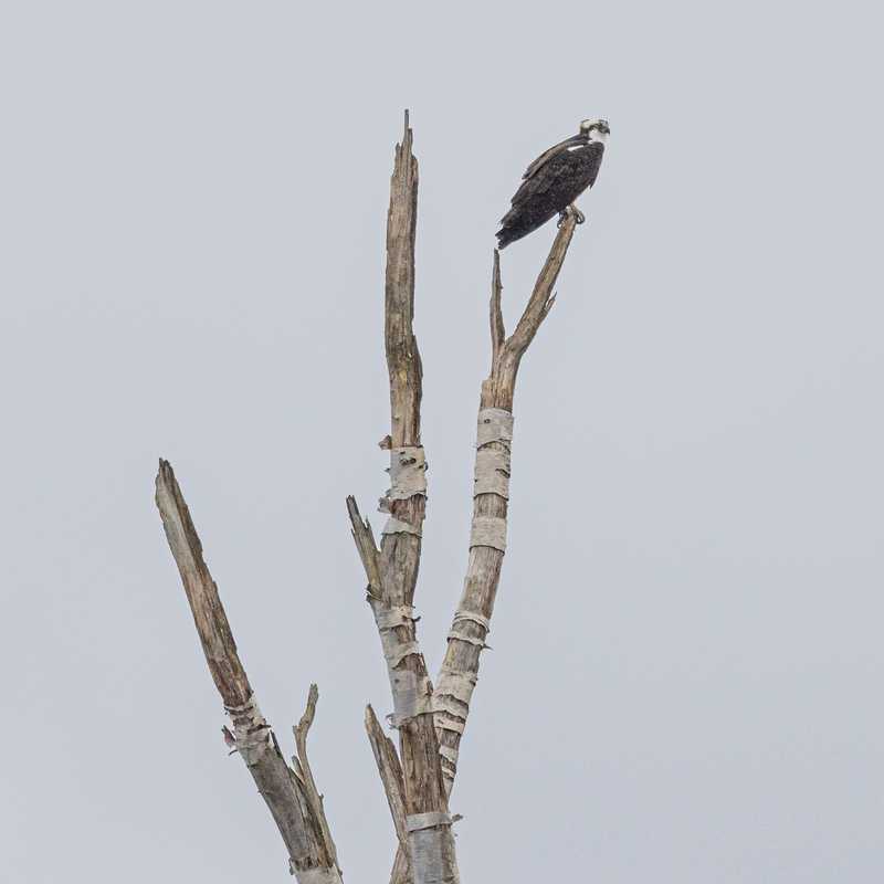 Osprey on dead tree