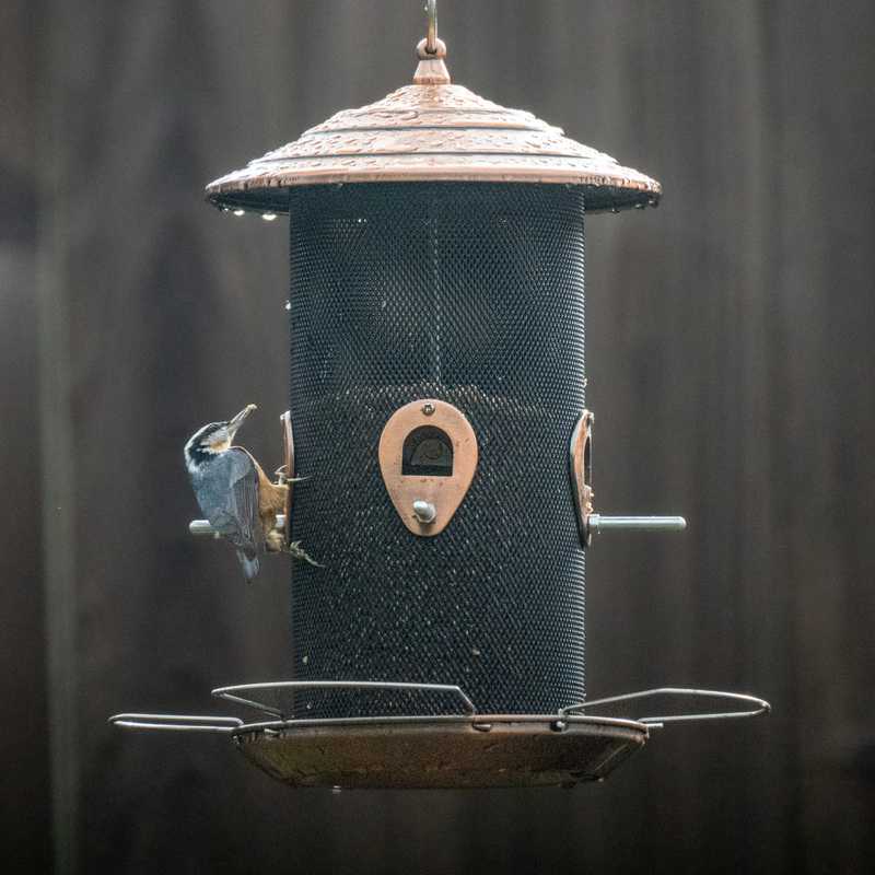 Red-breasted nuthatch on bird feeder