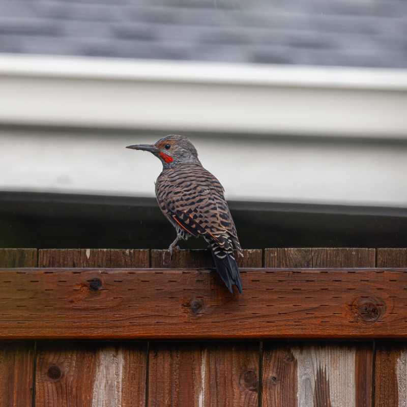 Northern flicker on top of fence