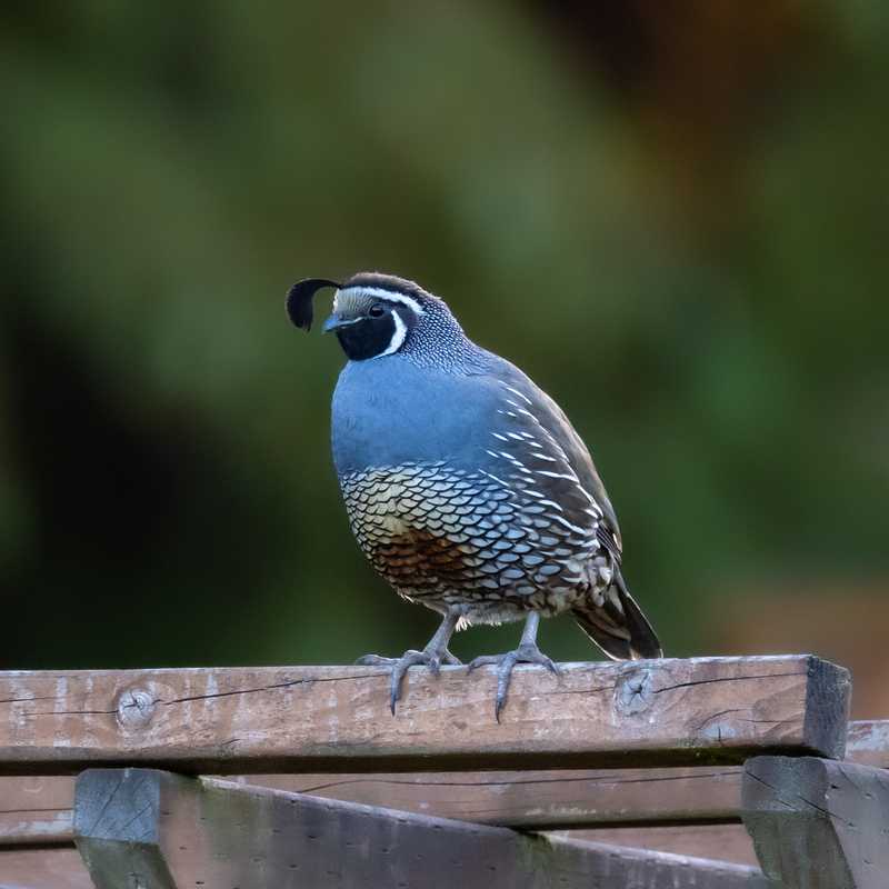 California quail on arbor