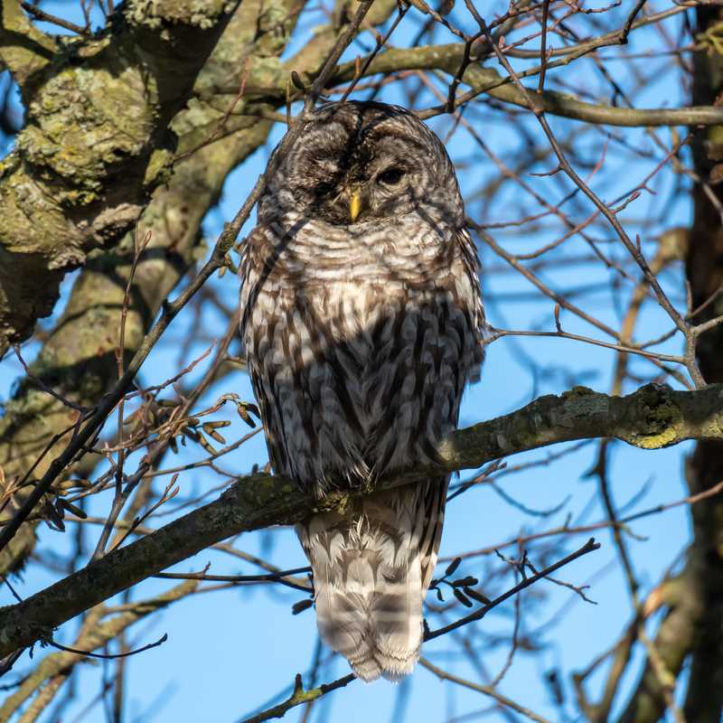 Barred owl in a tree