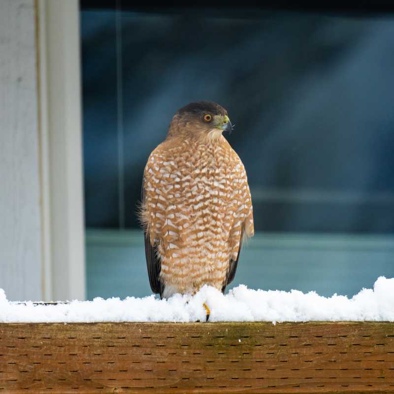 Cooper's hawk on top of fence