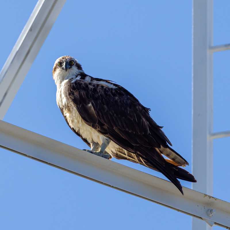 Osprey on railing