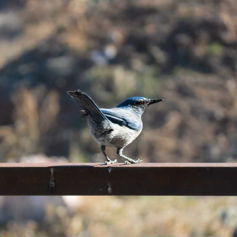 Woodhouse's scrub jay on railing