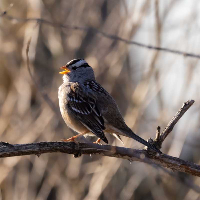 White-crowned sparrow on thorny branch