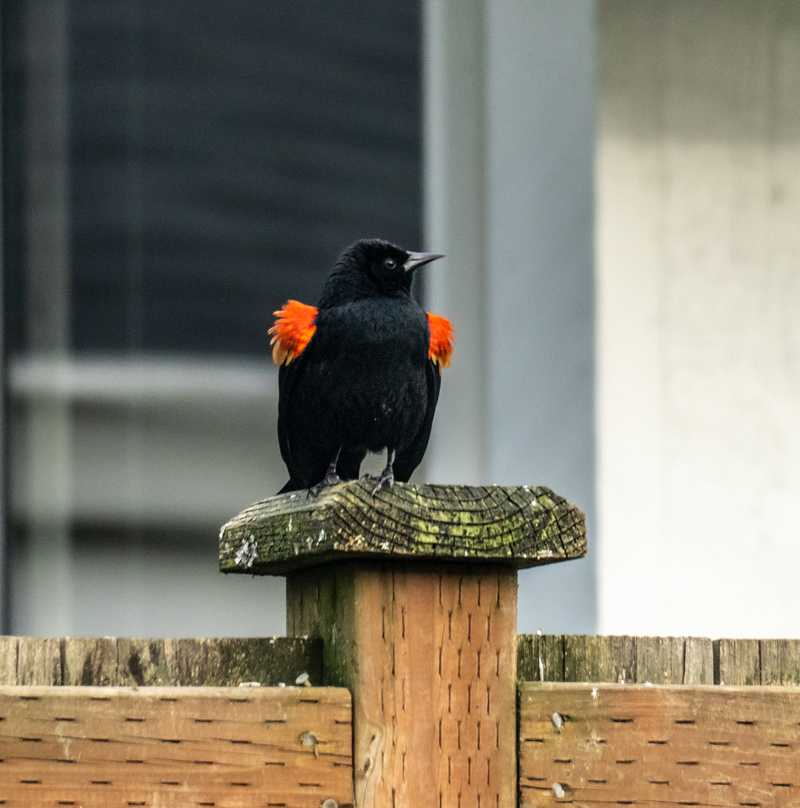 Red-winged blackbird on fence post