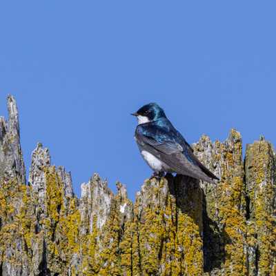 Tree swallow on mossy wood