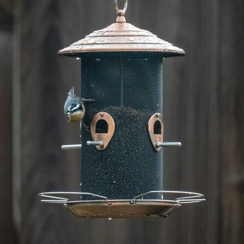 Red-breasted nuthatch on bird feeder