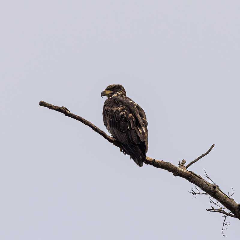 Golden eagle on tree branch