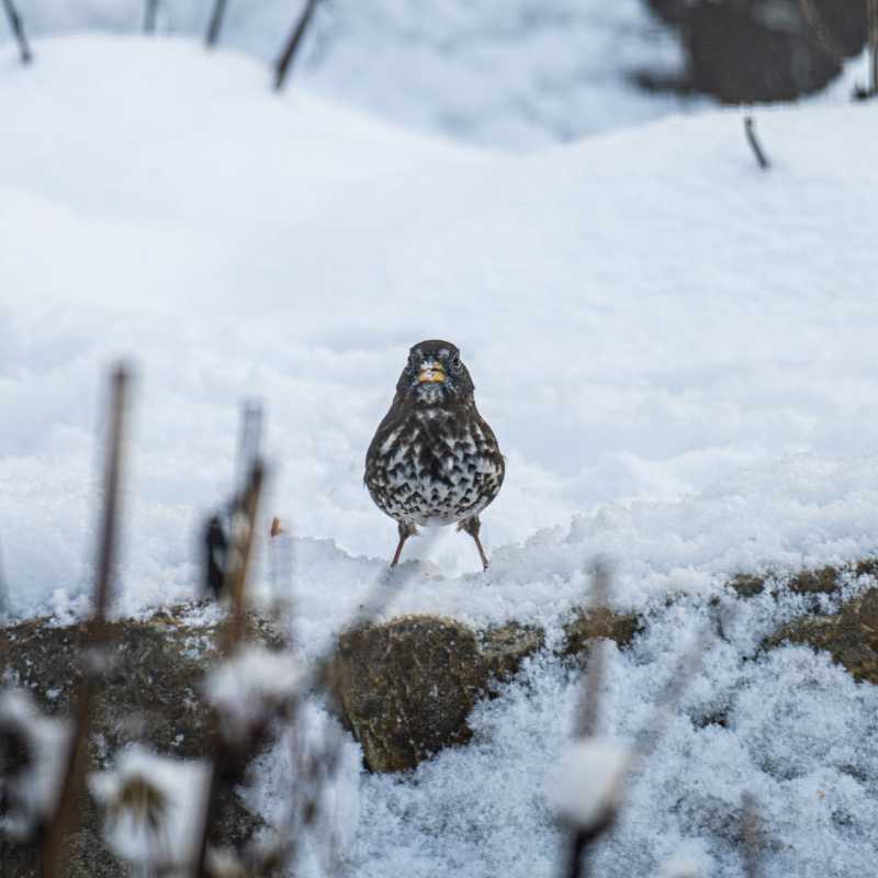 Fox sparrow on ledgestone