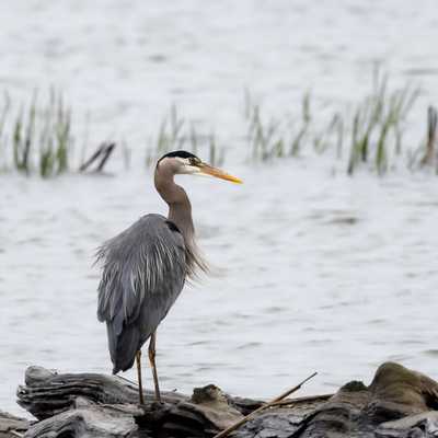 Great blue heron on bog wood