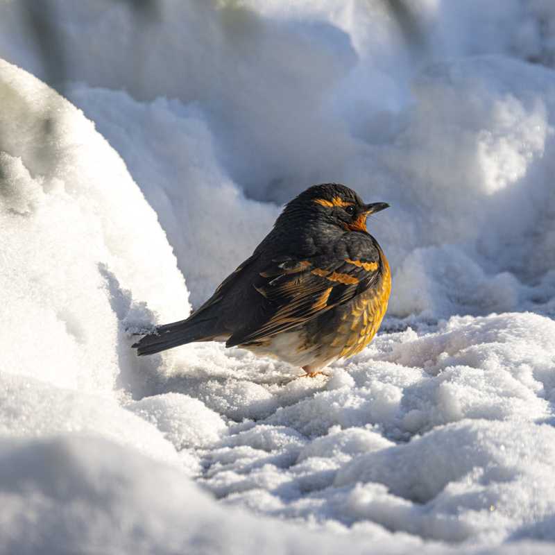 Varied thrush on snow