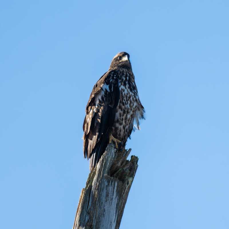 Golden eagle on tree stump