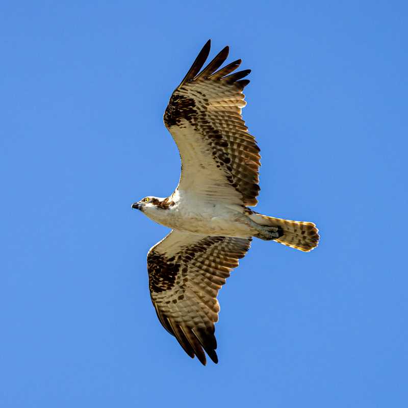 Osprey in flight