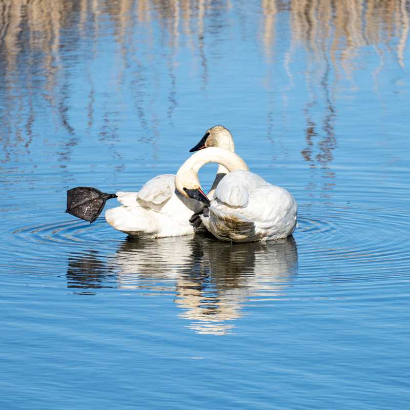 Trumpeter swans on water