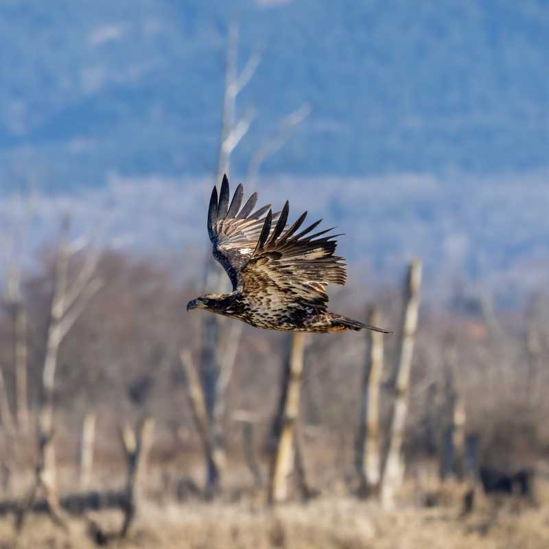 Golden eagle in flight