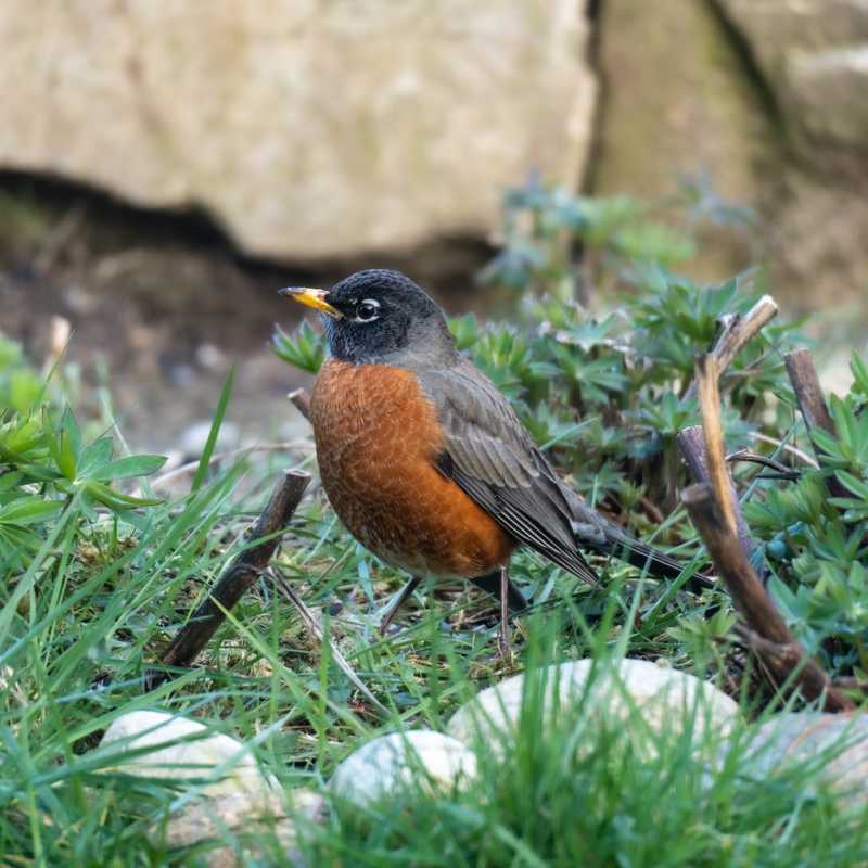 American robin in garden