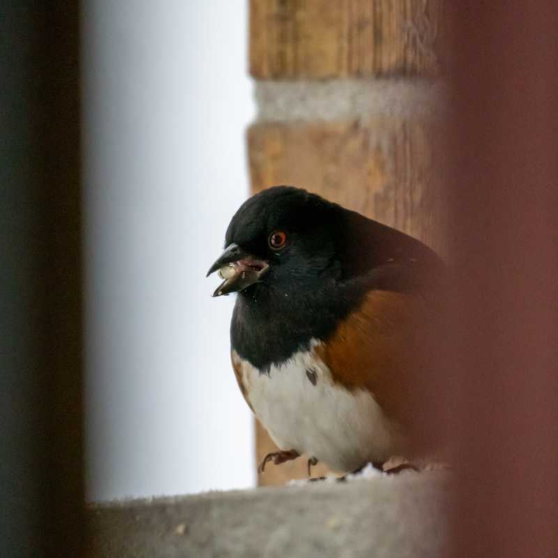 Spotted towhee next to chimney