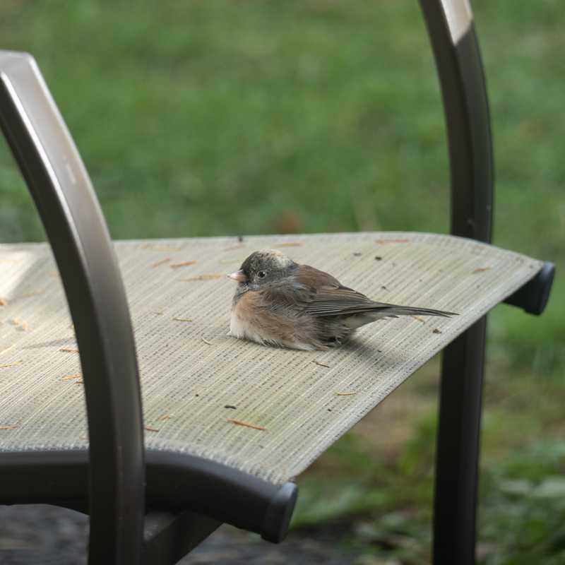 Dark-eyed junco on seat of chair