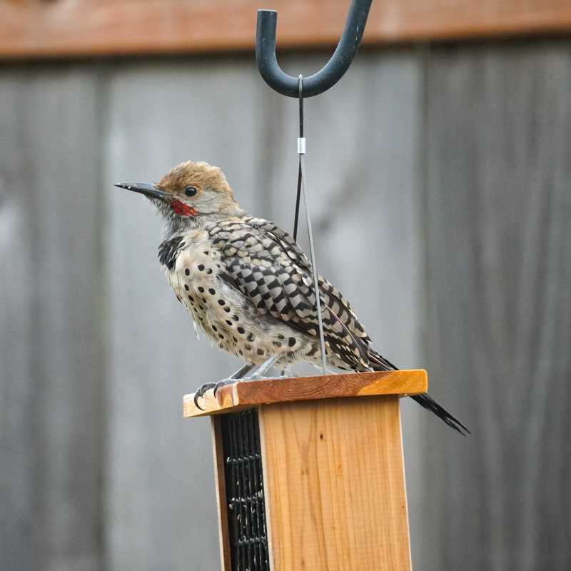 Northern flicker on top of bird feeder