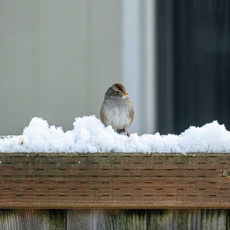 White-crowned sparrow on top of fence