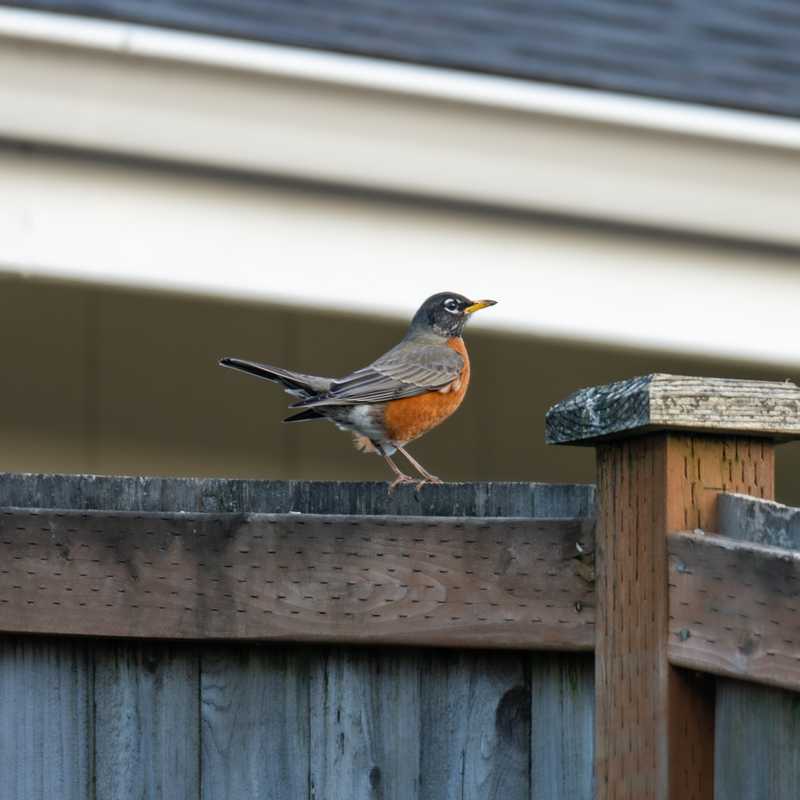 American robin on top of fence