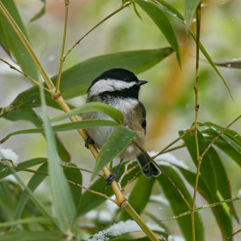 Black-capped chickadee on bamboo