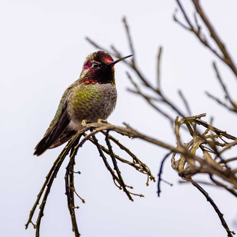 Anna's hummingbird on tree branch