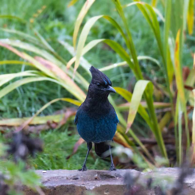 Steller's jay on ledgestone