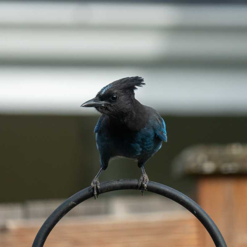 Steller's jay on shepherd hook