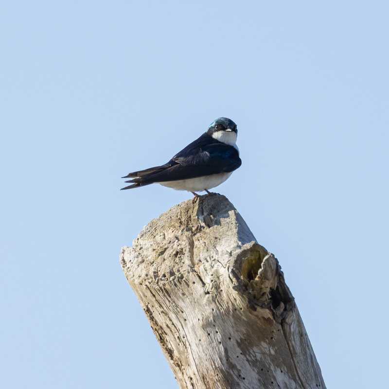 Tree swallow on tree stump