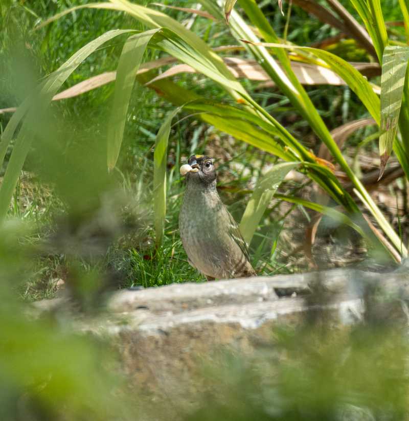 Golden-crowned sparrow next to ledgestone