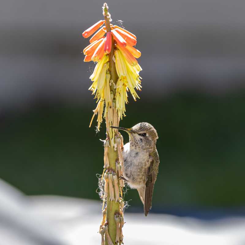 Anna's hummingbird on red hot poker