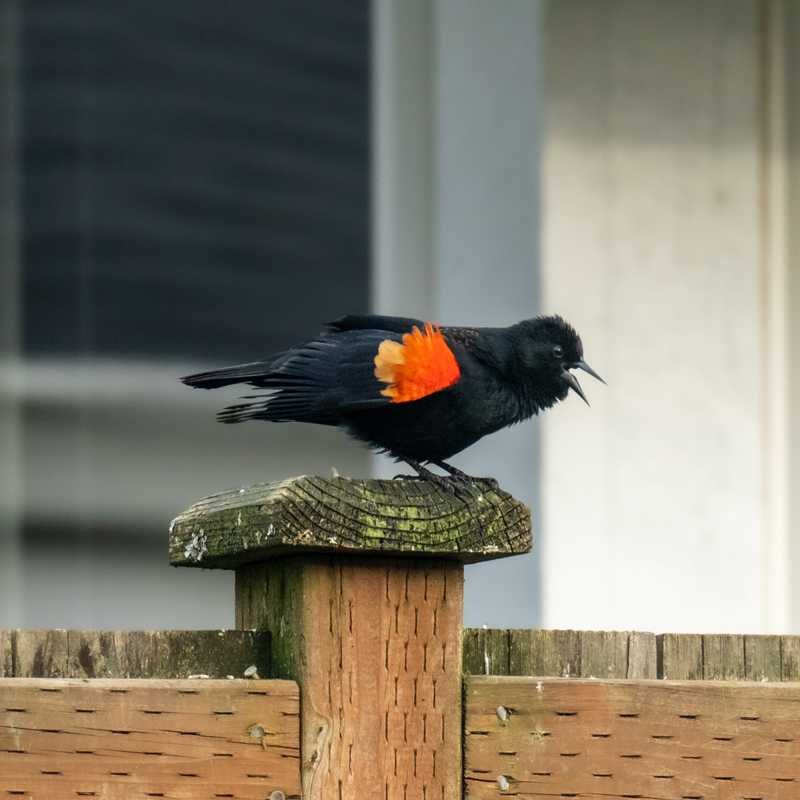 Red-winged blackbird on fence post