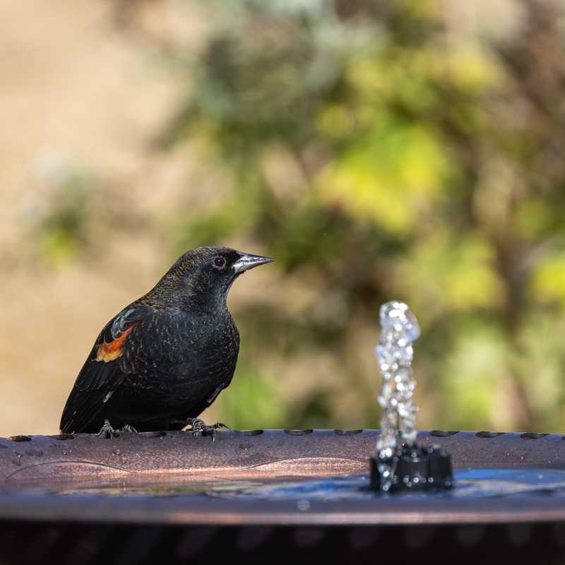 Red-winged blackbird on bird bath