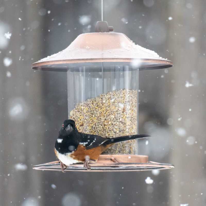 Spotted towhee on bird feeder