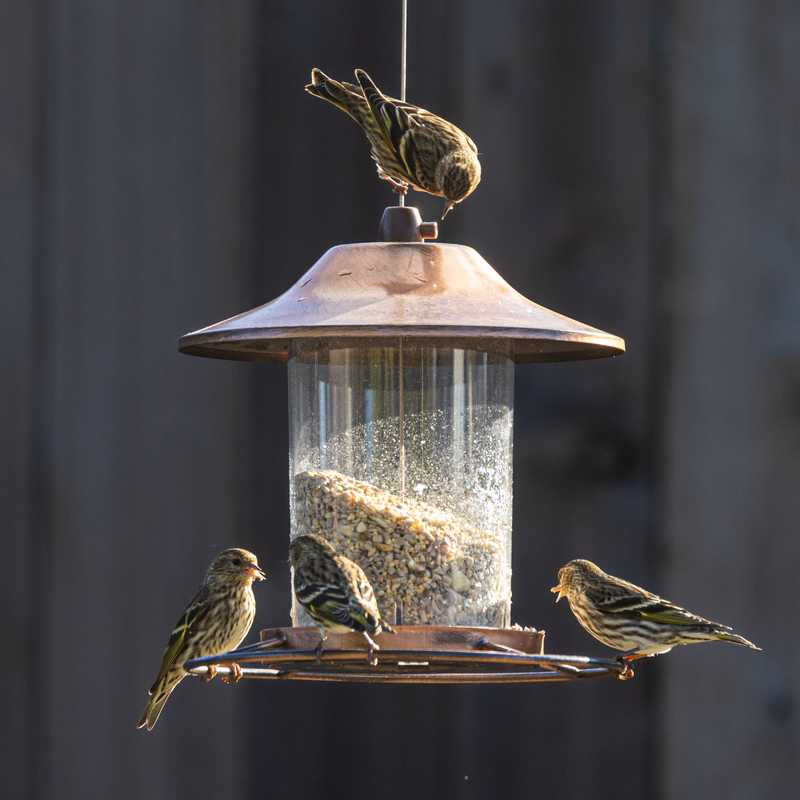 Pine siskins on bird feeder