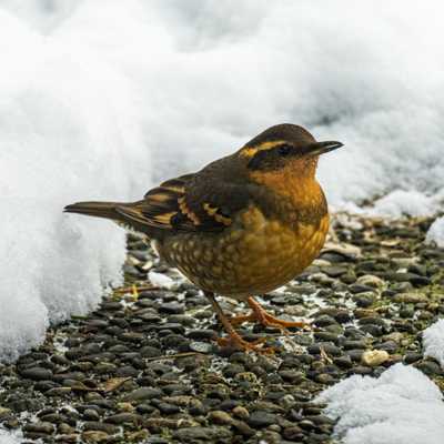 Varied thrush on exposed aggregate concrete