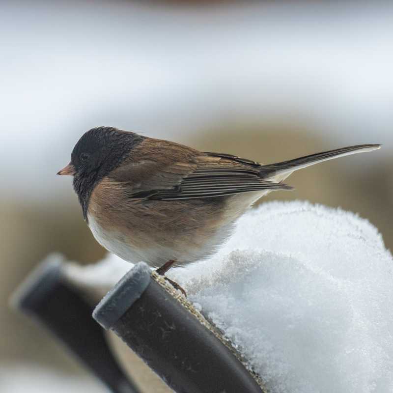 Dark-eyed junco on back of chair