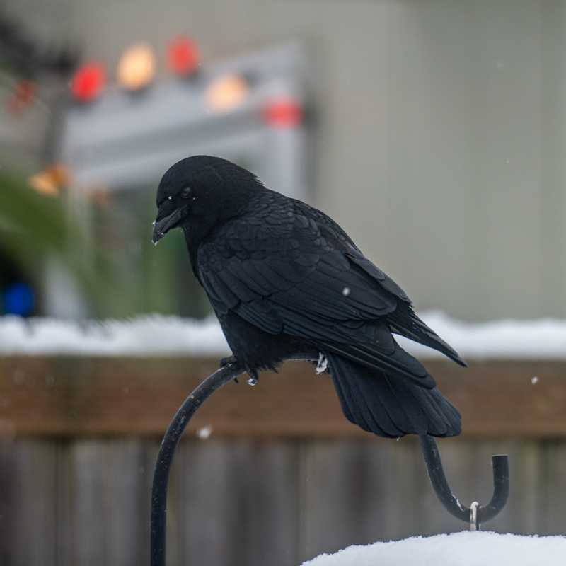 American crow on shepherd hook