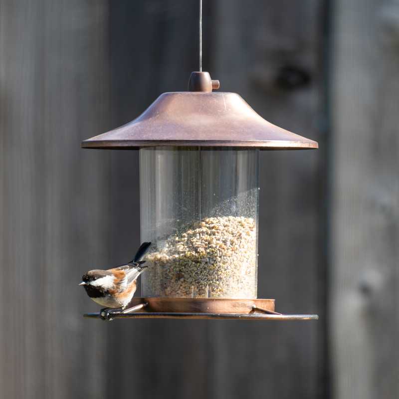 Chestnut-backed chickadee on bird feeder