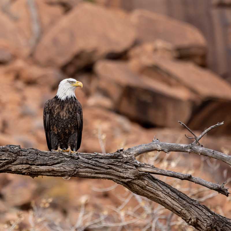 Bald eagle on tree branch