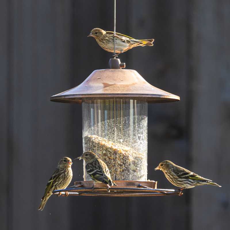 Pine siskins on bird feeder