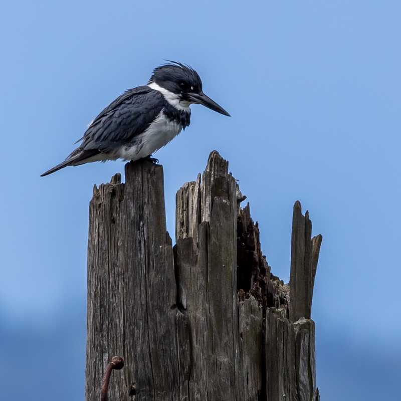 Belted kingfisher on wooden post