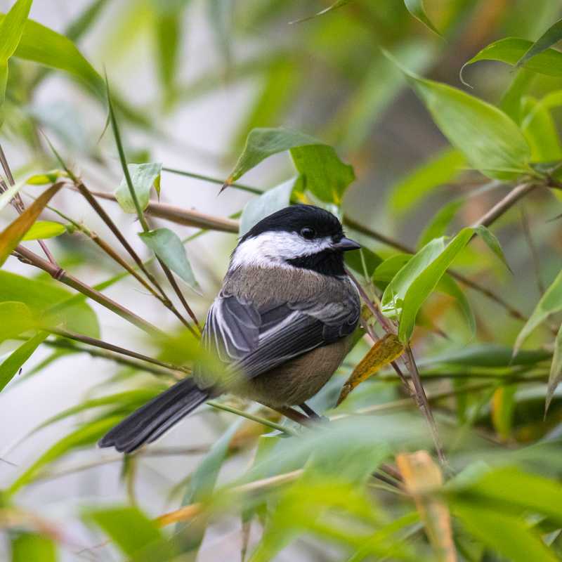 Black-capped chickadee on bamboo